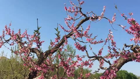 保定顺平桃花节图片