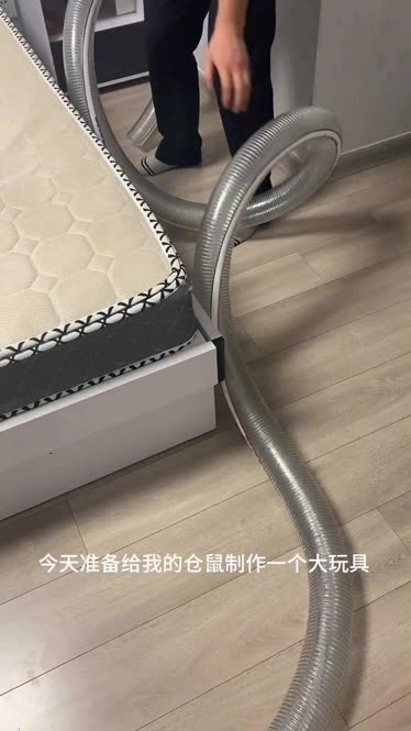 鼠鼠的新玩具～金絲熊倉鼠