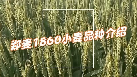 郑麦6694小麦品种简介图片