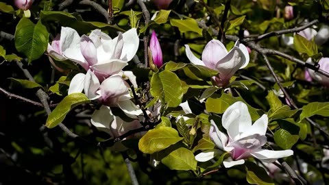 "天下第一香"玉兰花,色彩艳丽,香气浓郁