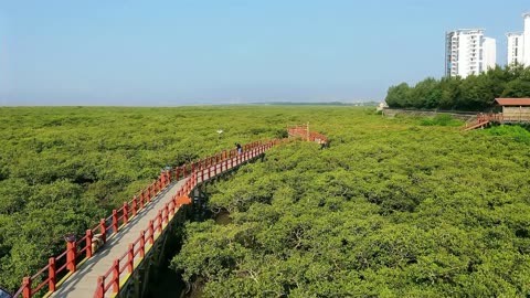 广西北海红树林景区图片