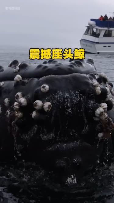 海洋座头鲸被藤壶困扰,海洋生物