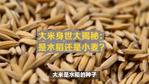 稻子和麦子的区别图片