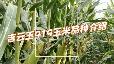 吉云玉919玉米品种特性及产量解析