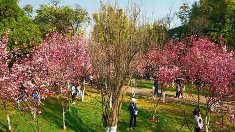 圆通山动物园樱花图片