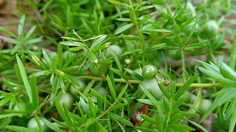 大别山天门冬 新物种发现揭示生物多样性之美与保护之责