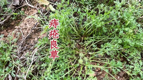 裸柱菊,民间老人称痔疮良草,田间地头,路边都会生长