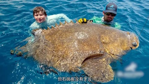 大石斑鱼多少钱一斤图片