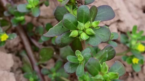 马齿苋:春天里的长命菜,好处在哪里呢?