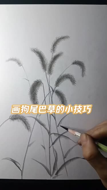 狗尾巴草画法图片