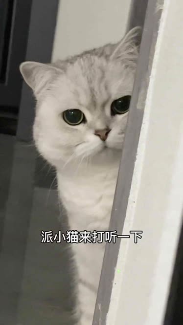 派小猫来打听一下