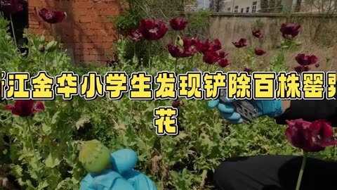 小学生意外发现上百株罂粟花,机智报警助警方铲除