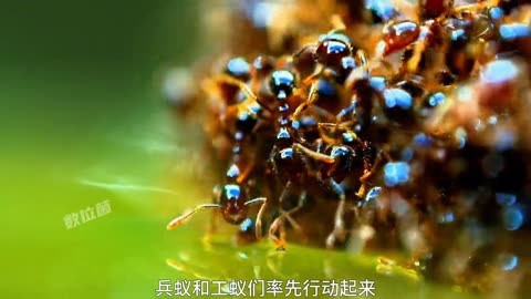 方舟生存进化巨型兵蚁图片