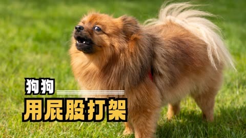 狗打架的声音图片