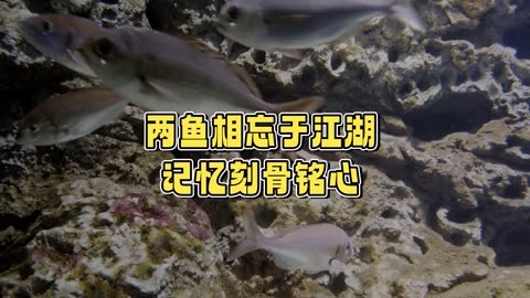 日本目光鱼简介图片