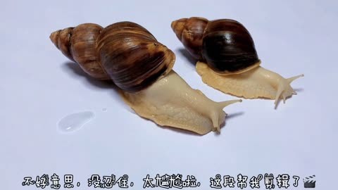 白玉蜗牛厘米图片