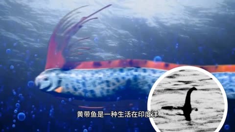 皇带鱼的秘密 深海中的传奇生物