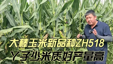 美佳禾816玉米品种图片