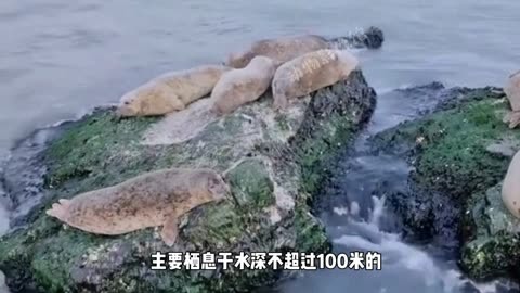 新西兰黑白海豚世界最稀有海豚之一